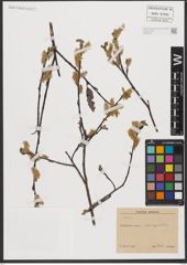 Foto von Salix L.